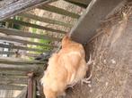 Haantje orpington buff raszuiver, Dieren en Toebehoren, Pluimvee