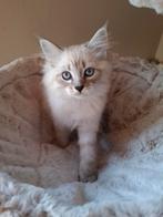 Laatste neva masquerade kitten, Dieren en Toebehoren, Kater, Gechipt, 0 tot 2 jaar