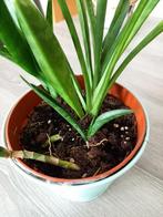 Kleine & grote stekjes sanseveria, Huis en Inrichting, Kamerplanten, Ophalen