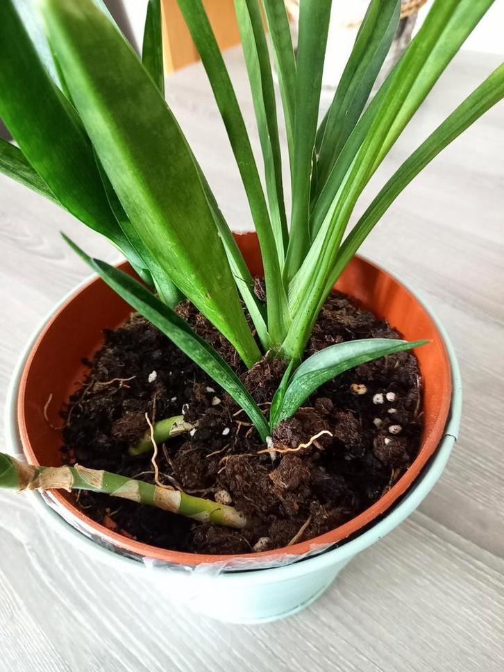 Kleine & grote stekjes sanseveria, Huis en Inrichting, Kamerplanten, Ophalen