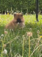 Mini kees puppy’s, Dieren en Toebehoren, Honden | Poolhonden, Keeshonden en Oertypen, België, Keeshond, CDV (hondenziekte), 8 tot 15 weken
