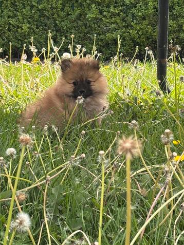 Mini kees puppy’s, Dieren en Toebehoren, Honden | Poolhonden, Keeshonden en Oertypen, België, Keeshond, CDV (hondenziekte), 8 tot 15 weken