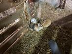 Dwergkonijntjes voor 10 euro, Meerdere dieren, Klein, 0 tot 2 jaar