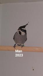 Twee mannen Boliviaanse Kuifkardinaal te koop of te ruil, Dieren en Toebehoren, Vogels | Overige Vogels, Mannelijk, Tropenvogel