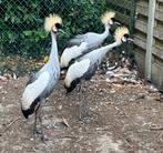 hen grijze kroonkraanvogel, Dieren en Toebehoren, Pluimvee, Vrouwelijk, Overige soorten