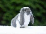 Franse hangoren, Dieren en Toebehoren, Konijnen, Mannelijk, Groot, Hangoor, 0 tot 2 jaar