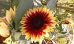 zonnebloemen mix, Ophalen