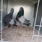 Couple pigeons Jiennense, Animaux & Accessoires