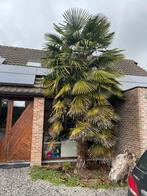 Prachtige palmboom van 4 m te koop, Lente, 250 tot 400 cm, Palmboom, Ophalen