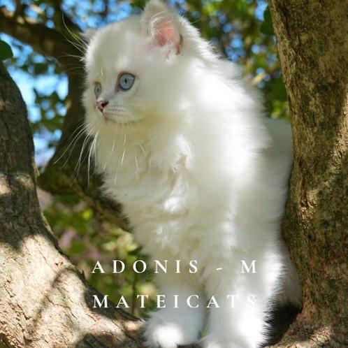 British Longhair Lilac Point, Dieren en Toebehoren, Katten en Kittens | Raskatten | Langhaar, Meerdere dieren, 0 tot 2 jaar, Met stamboom