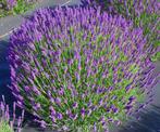 Zaden Lavandula Munstead oogst 2024, Ophalen of Verzenden