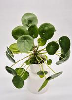 Pannenkoekenplant (Pilea peperomioides) te koop!, Enlèvement