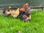 Cochin kriel kippen, Dieren en Toebehoren, Meerdere dieren, Kip
