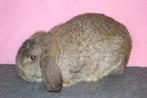 Duitse Hangoor, Dieren en Toebehoren, Konijnen, Mannelijk, Middelgroot, Hangoor