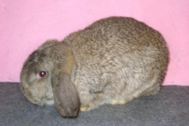 Duitse Hangoor, Dieren en Toebehoren, Konijnen, Middelgroot, Mannelijk, Hangoor