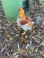 3 hanen te koop 10€ per stuk, Dieren en Toebehoren