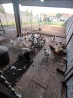 Brahma groot hoenders en crème legbar hennen, Dieren en Toebehoren