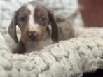teckel pups merle kleur kortharig, Dieren en Toebehoren, Honden | Teckels en Dashonden, België, Reu, CDV (hondenziekte), 8 tot 15 weken