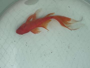 Goudvis met sluierstaart van 15.5 cm lang, Poisson(s) rouge(s)