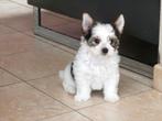 Biewer yorkshire terriër pups, Dieren en Toebehoren, Honden | Jack Russells en Terriërs, Yorkshire Terriër, België, Fokker | Hobbymatig