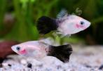Platy, Dieren en Toebehoren