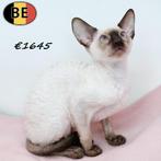 Cornish Rex kitten - colorpoint kattinnetje, Dieren en Toebehoren, Katten en Kittens | Raskatten | Korthaar, Poes, Gechipt, 0 tot 2 jaar