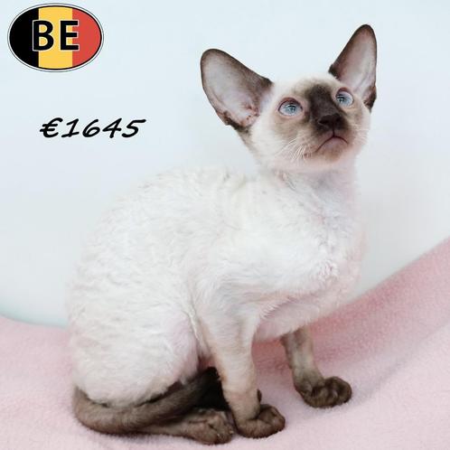 Cornish Rex kitten - colorpoint kattinnetje, Dieren en Toebehoren, Katten en Kittens | Raskatten | Korthaar, Poes, 0 tot 2 jaar