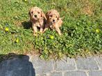 Toy/dwergpoedel pups, Dieren en Toebehoren, Honden | Chihuahua's en Gezelschapshonden, Poedel, België, 8 tot 15 weken, Meerdere