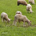 Schapen met lammeren te koop, Mouton, Femelle, 0 à 2 ans
