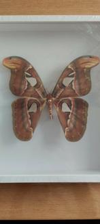 Atlasvlinder - Attacus, Ophalen of Verzenden