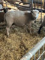 Jonge rammen en ooien