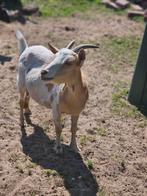 Mieke van 2023 met maanvlekken, Animaux & Accessoires, Moutons, Chèvres & Cochons