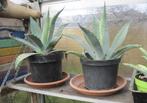Agave americana, planten voor een Zuiderse sfeer !, Tuin en Terras, Vaste plant, Overige soorten, Ophalen, Volle zon