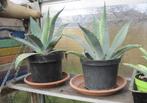 Agave americana, planten voor een Zuiderse sfeer !, Vaste plant, Overige soorten, Ophalen, Volle zon