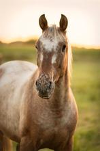 Recreatie paard appaloosa, Dieren en Toebehoren, Ruin, Ontwormd