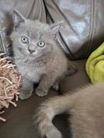 Brits korthaar kittens, Meerdere dieren, Gechipt, 0 tot 2 jaar