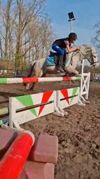 Pony a Pony, Dieren en Toebehoren, Pony's, Merrie, Gechipt, Springpony, A pony (tot 1.17m)