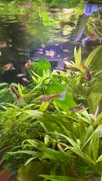 Guppyvissen, Animaux & Accessoires, Poisson, Poisson d'eau douce, Banc de poissons