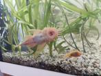 Citrus L nrs. Gele en zwarte mooie volwassen vissen., Dieren en Toebehoren, Vissen | Aquariumvissen