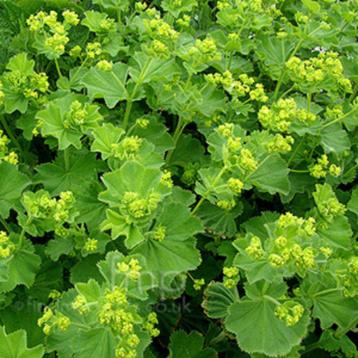 Alchemilla mollis of Vrouwenmantel beschikbaar voor biedingen