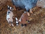 Dwerggeiten, Dieren en Toebehoren, Meerdere dieren, Geit, 0 tot 2 jaar