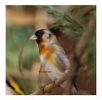 Métis Tarin Venezuela X Chardonneret, Mâle, Oiseau chanteur sauvage, Domestique