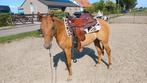 Mooie Quarter Horse merrie, Dieren en Toebehoren, Paarden, Merrie, Minder dan 160 cm, Gechipt, 0 tot 2 jaar