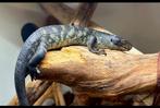 corucia zebrata, Dieren en Toebehoren, Ophalen, Nieuw, Overige typen