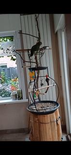 Zit / speelplaats voor papegaai, Enlèvement