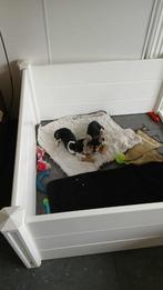 chihuahua  pups, Dieren en Toebehoren, Honden | Chihuahua's en Gezelschapshonden, België, Fokker | Hobbymatig, 8 tot 15 weken