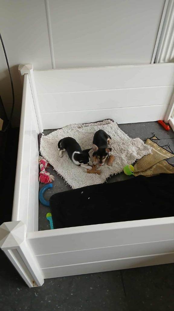 chihuahua  pups, Dieren en Toebehoren, Honden | Chihuahua's en Gezelschapshonden, Meerdere dieren, Chihuahua, Fokker | Hobbymatig