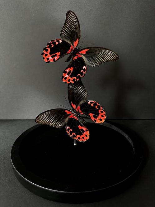 Splendide Envol de 2 Papillons Exotiques Papilio Rumanzovia, Collections, Collections Animaux, Neuf, Animal empaillé, Insecte