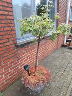Bloempot met rozenstruik, Tuin en Terras, Bloempotten, Ophalen, Zo goed als nieuw