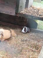 Nog 2 cavia's over er  mag vandaag al  omgekomen worden
